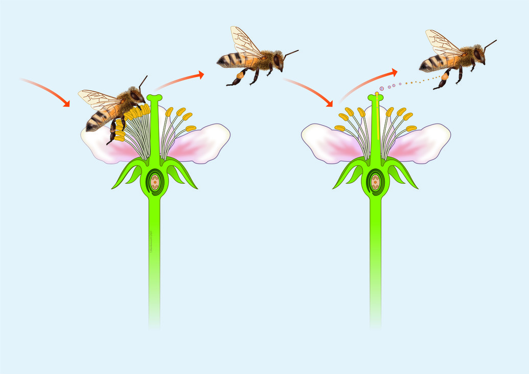 Betere plantenseks met bestuivers | Natuurwijzer